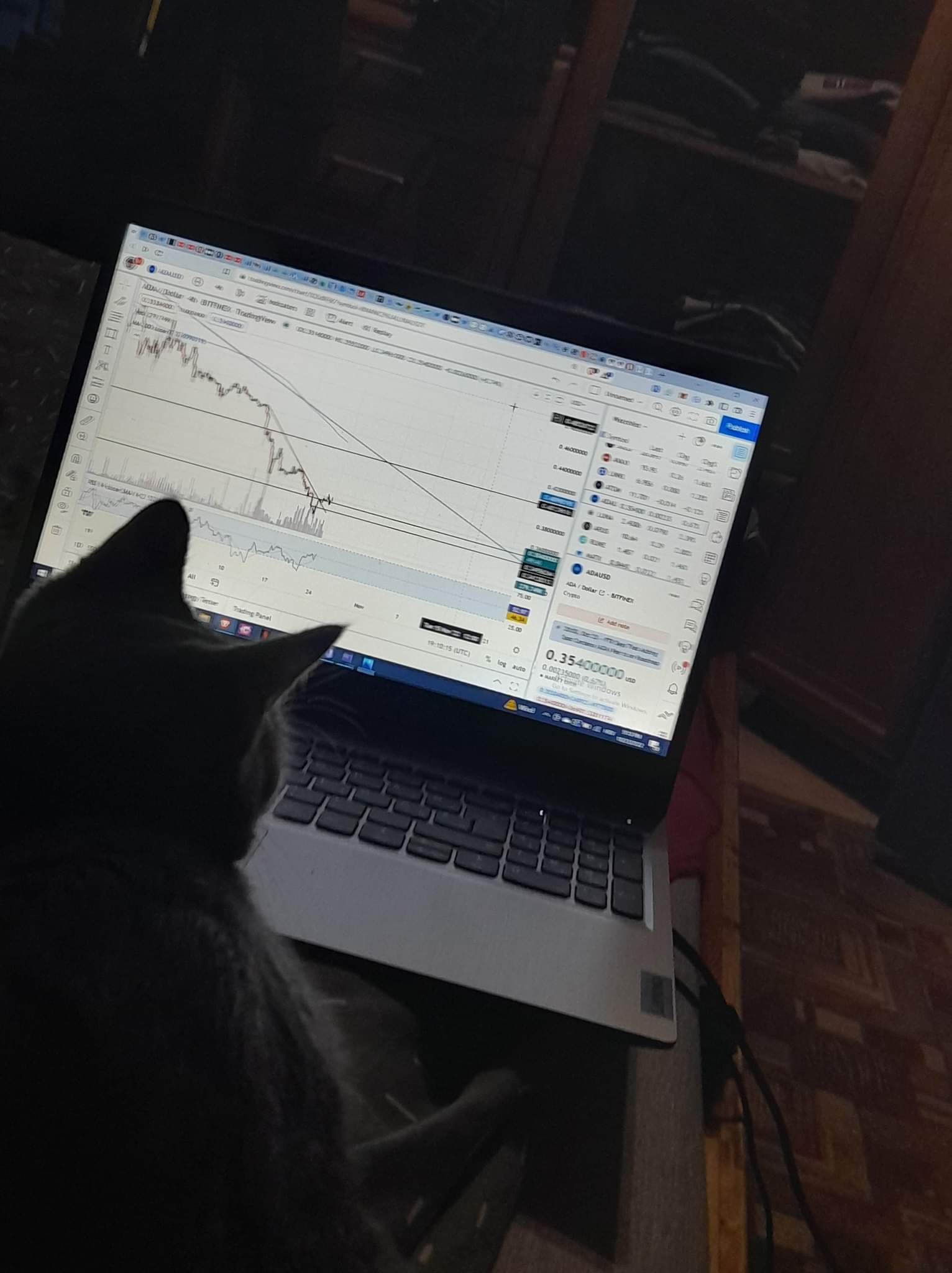 Kameleon的图片